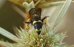 Cerceris rybyensis