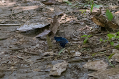 Charaxes tiridates