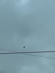 Haliaeetus leucocephalus
