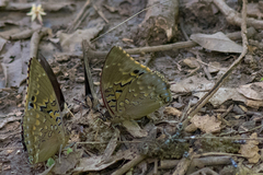 Charaxes tiridates