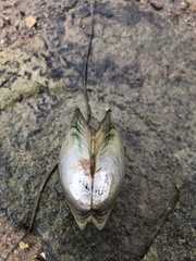 Utterbackiana suborbiculata