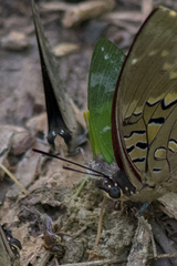 Charaxes eupale