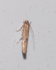 Coccidiphila danilevskyi