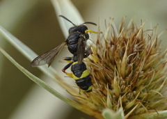 Cerceris rybyensis