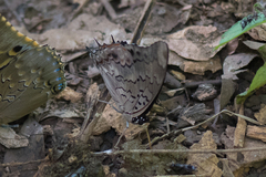 Charaxes