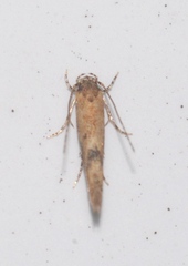 Coccidiphila danilevskyi