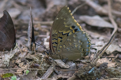 Charaxes tiridates