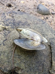 Utterbackiana suborbiculata