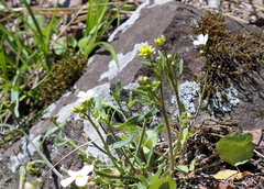 Ranunculus micranthus