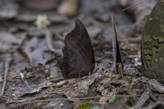 Charaxes lycurgus