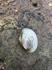 Utterbackiana suborbiculata