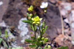 Ranunculus micranthus