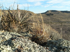 Echinofossulocactus heteracanthus