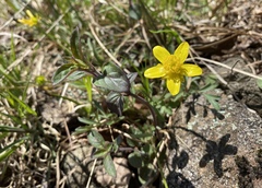 Ranunculus fascicularis
