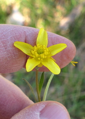Ranunculus fascicularis