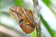 Eryphanis lycomedon