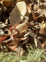 Contia tenuis