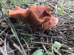 Lactarius atlanticus