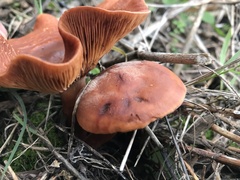 Lactarius atlanticus
