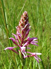 Disa
