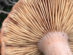 Lactarius atlanticus