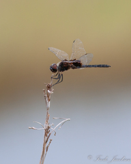 Macrodiplax balteata