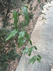 Gelsemium sempervirens