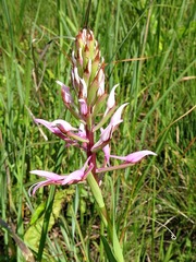 Disa