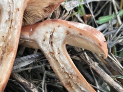 Lactarius atlanticus