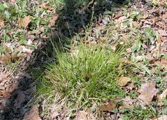 Carex communis