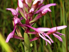 Disa