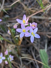 Centaurium tenuiflorum