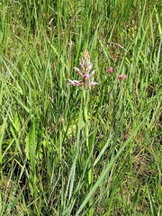 Disa