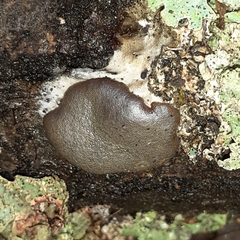 Dictydiaethalium plumbeum