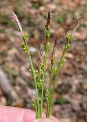 Carex communis