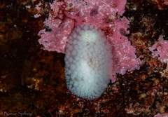 Onchidoris muricata