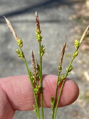 Carex communis