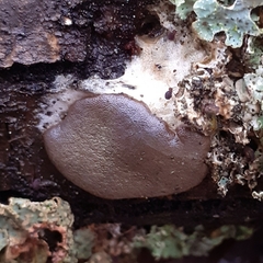 Dictydiaethalium plumbeum