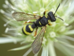Cerceris rybyensis