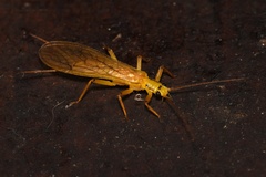 Anacroneuria