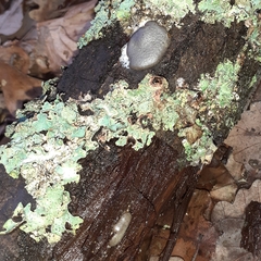 Dictydiaethalium plumbeum