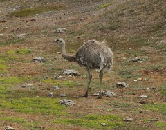Rhea pennata