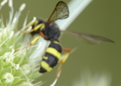 Cerceris rybyensis