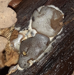 Dictydiaethalium plumbeum