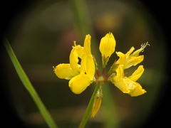 Securigera securidaca