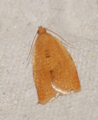 Clepsis consimilana