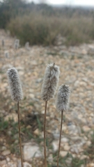 Plantago lagopus