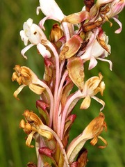 Satyrium longicauda