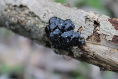 Exidia