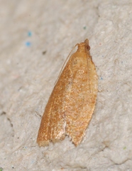 Clepsis consimilana